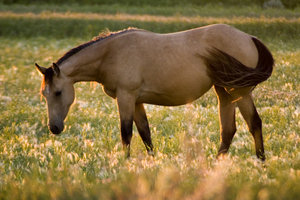 Horse_at_Sunset_by_Iamidaho.jpg