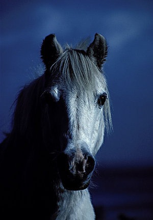 Horse_by_carlstrom.jpg