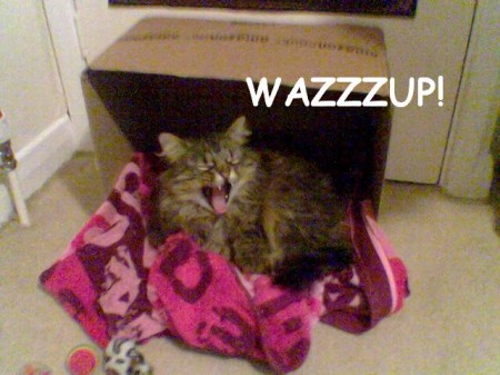 lolcatsdotcom842n98sygjzbh5e0.jpg